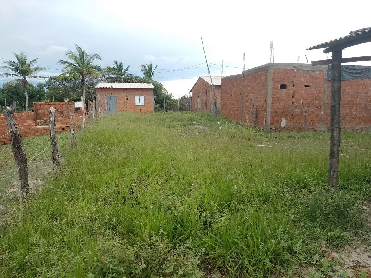 Foto - Raposa - 