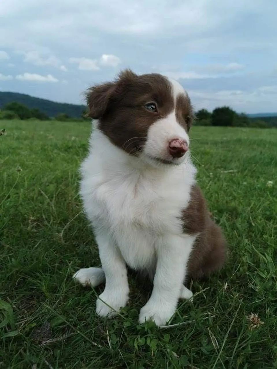 Border collie esperto e obediente 