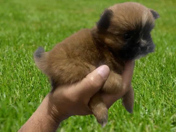 Spitz alemão Lulu da Pomerânia com shitzu  - Foto 3