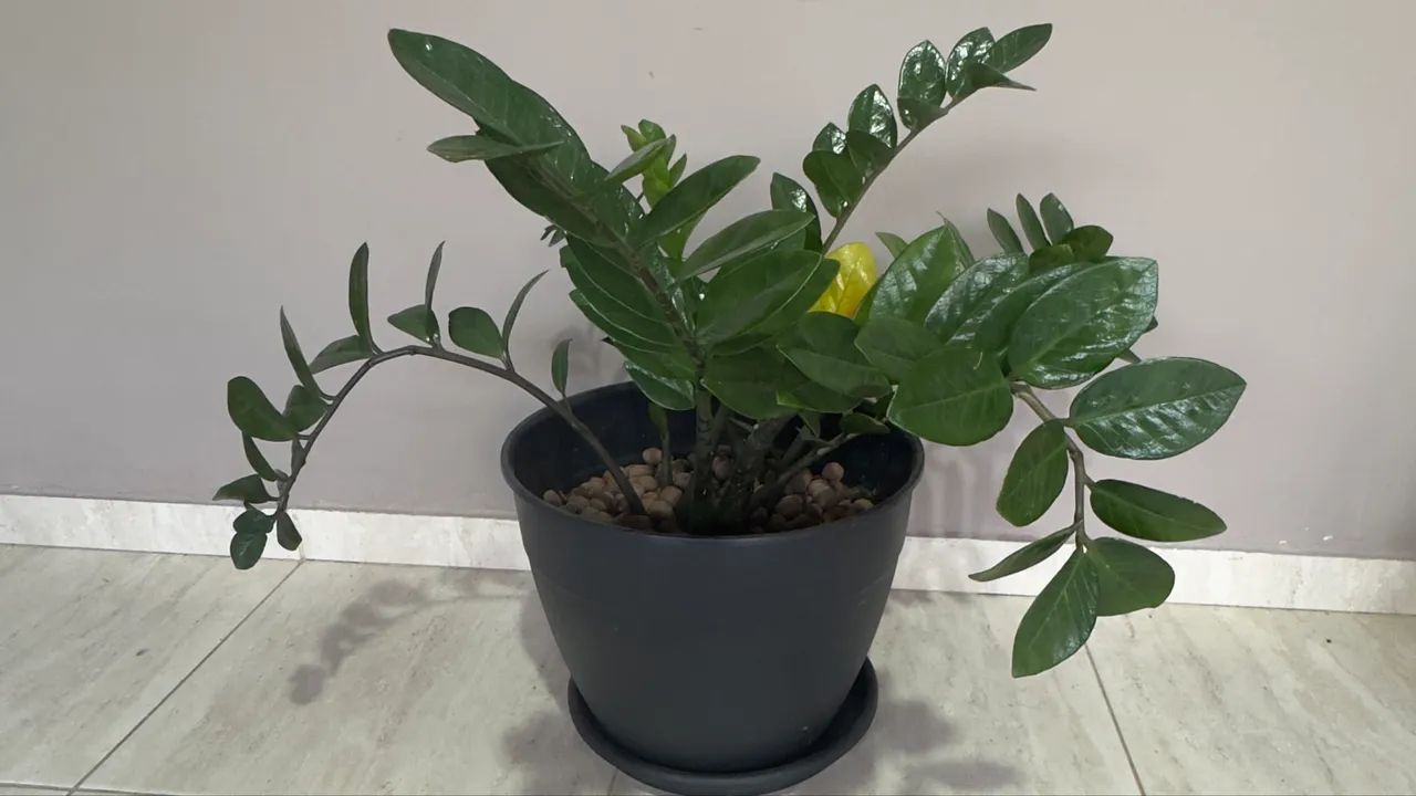 Planta Natural