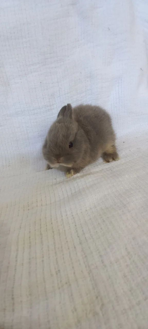 Netherland Dwarf 