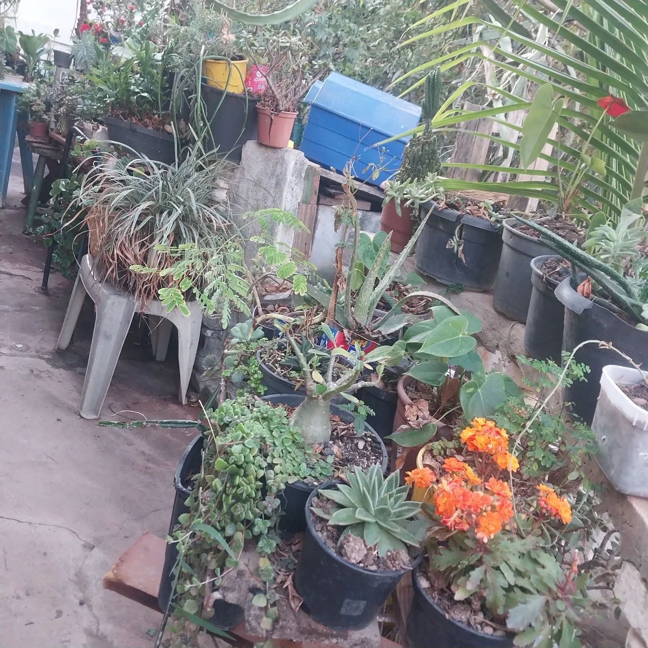 Vendo ou troco lote com 2 casas - Foto 2
