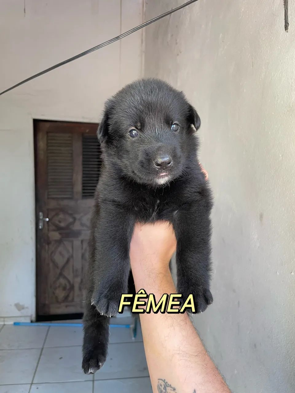 Filhotes de Pastor Alemão 