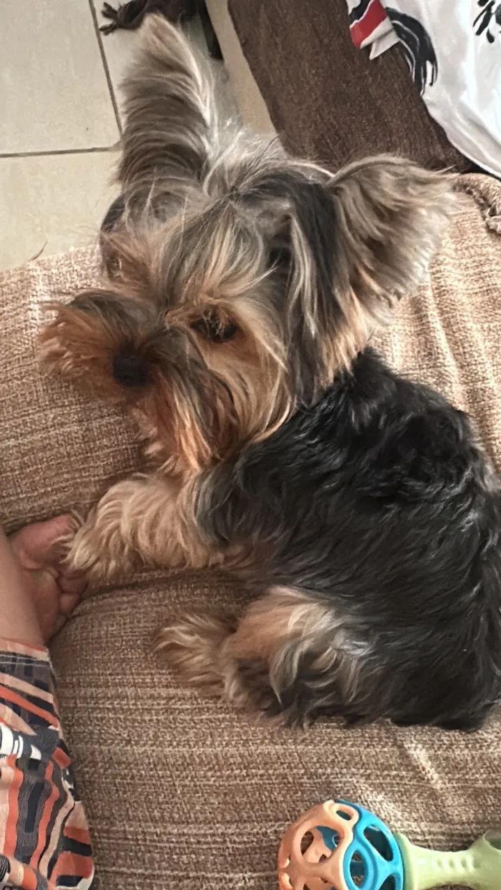 Cachorro  - Foto 3