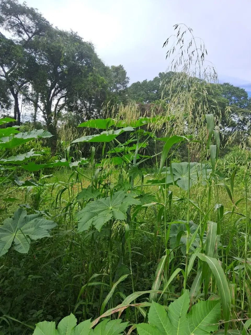 Lote à Venda  360m² em Igarapé/MG - Foto 3
