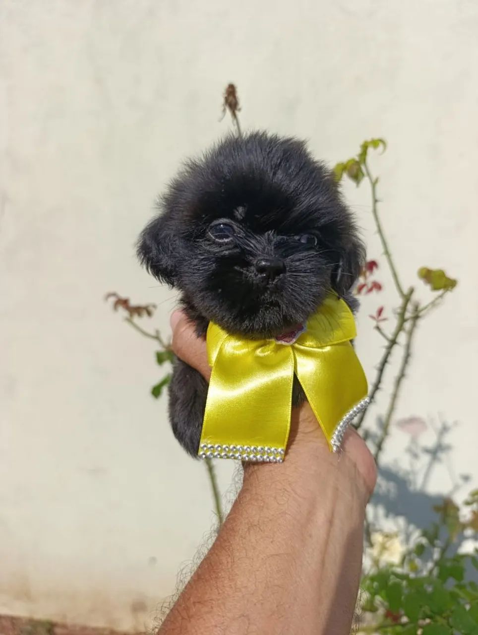 Shih Tzu  - Foto 4