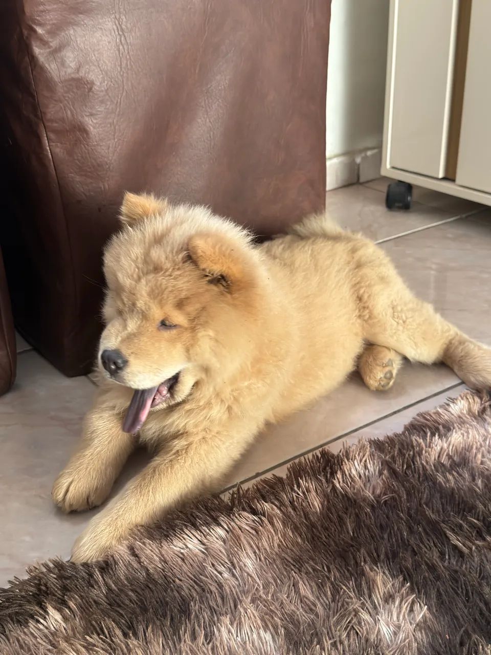 Chow chow macho  - Foto 3