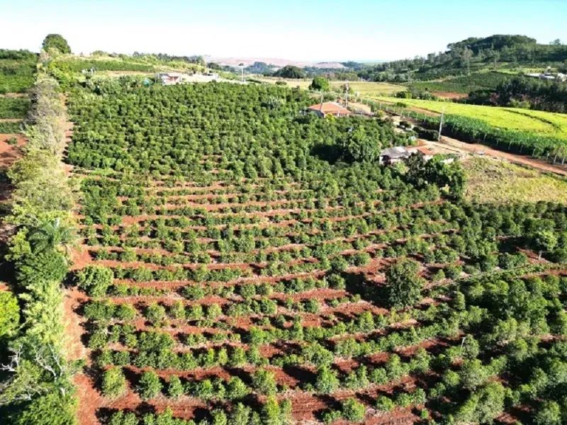 CAFÉ - Área Rural de Apucarana - Foto 3