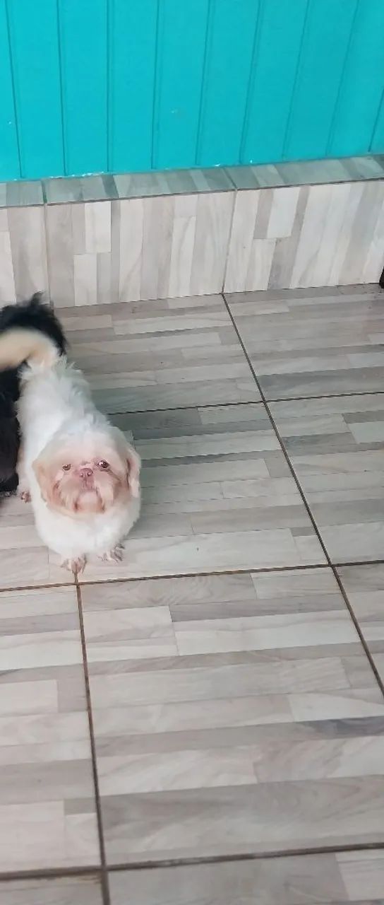 Shih tzu  - Foto 4