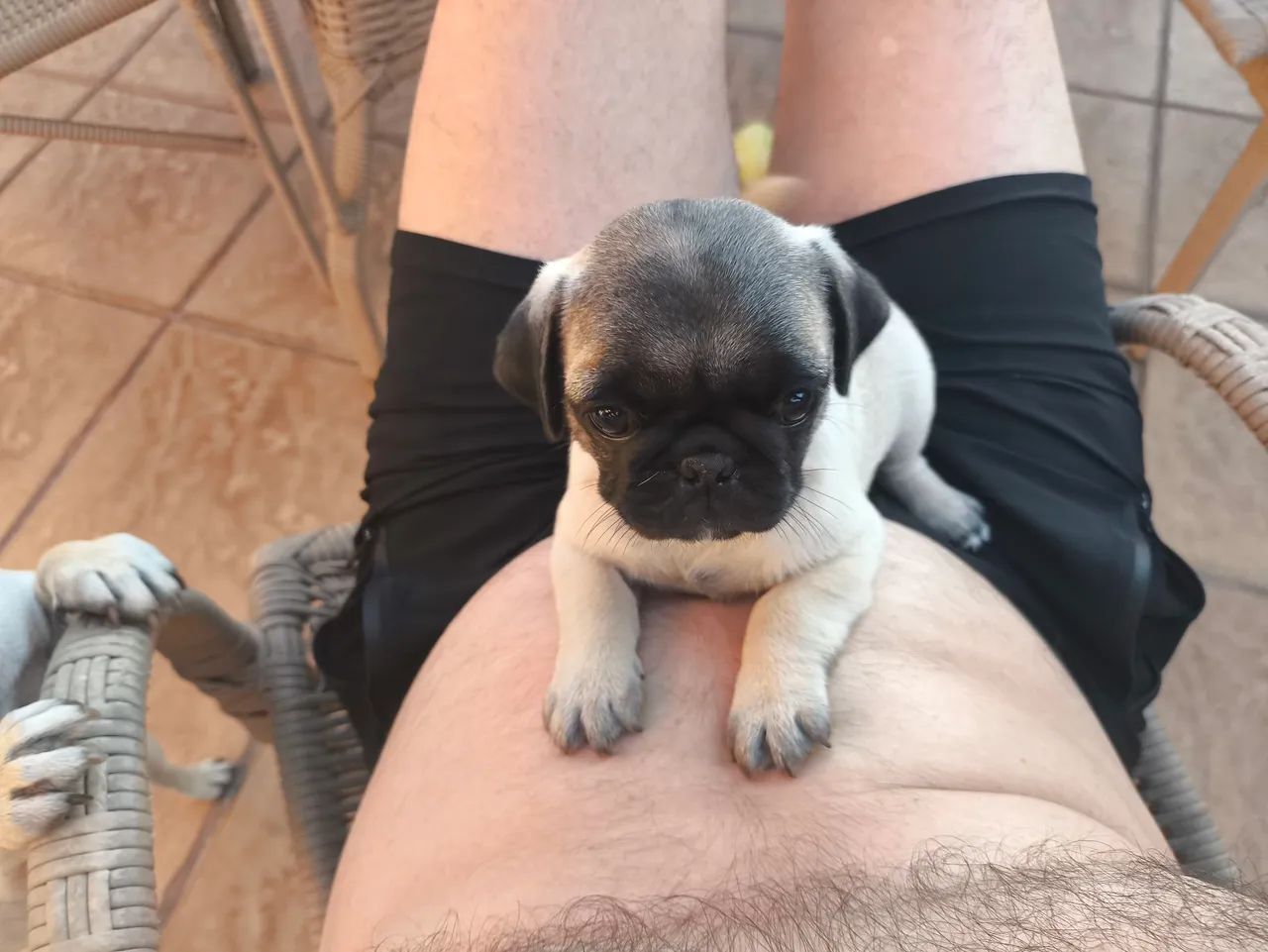 Filhote de Pug 