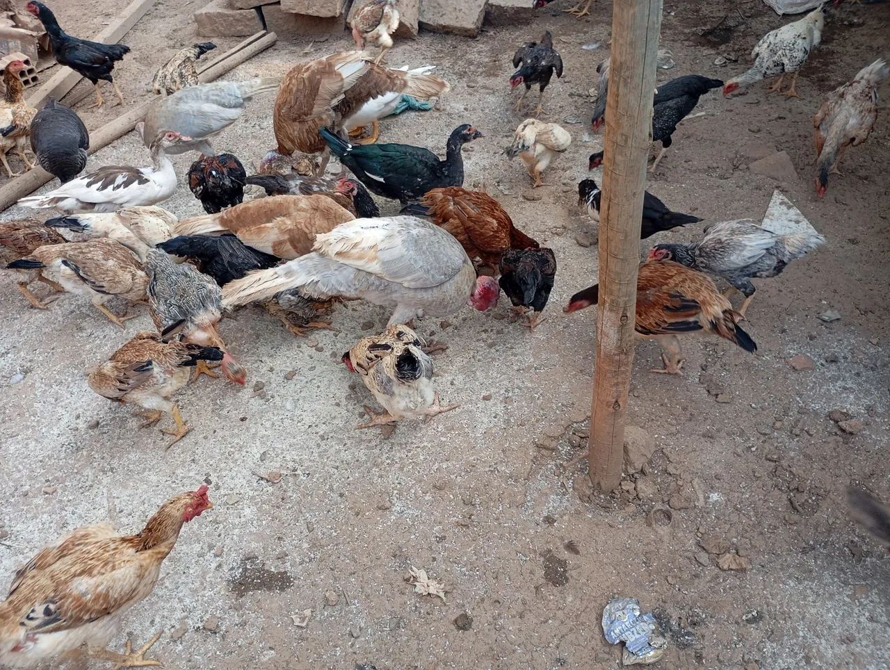 Galinhas frangos e patos 