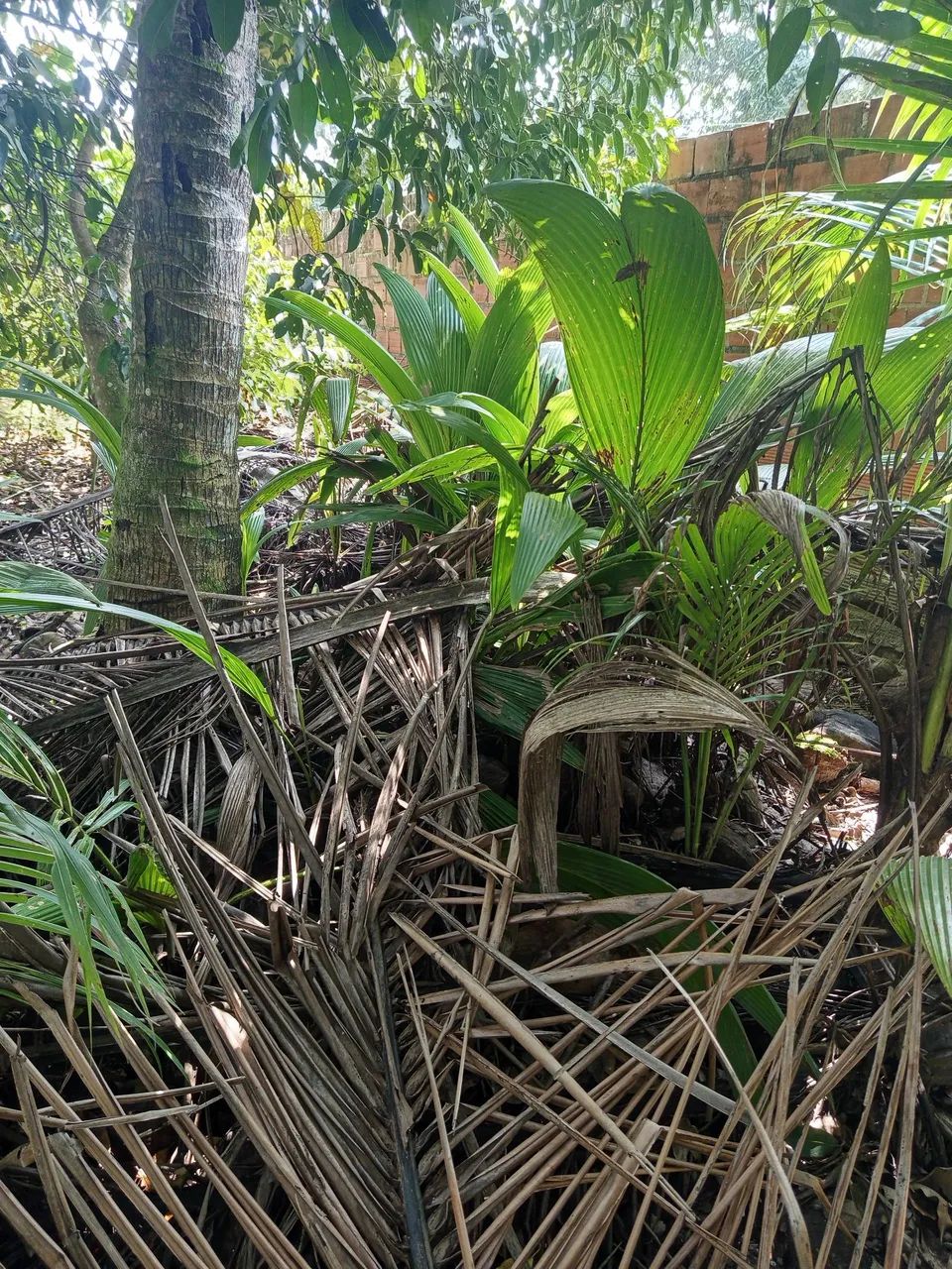 Mudas de pé de coco  - Foto 3
