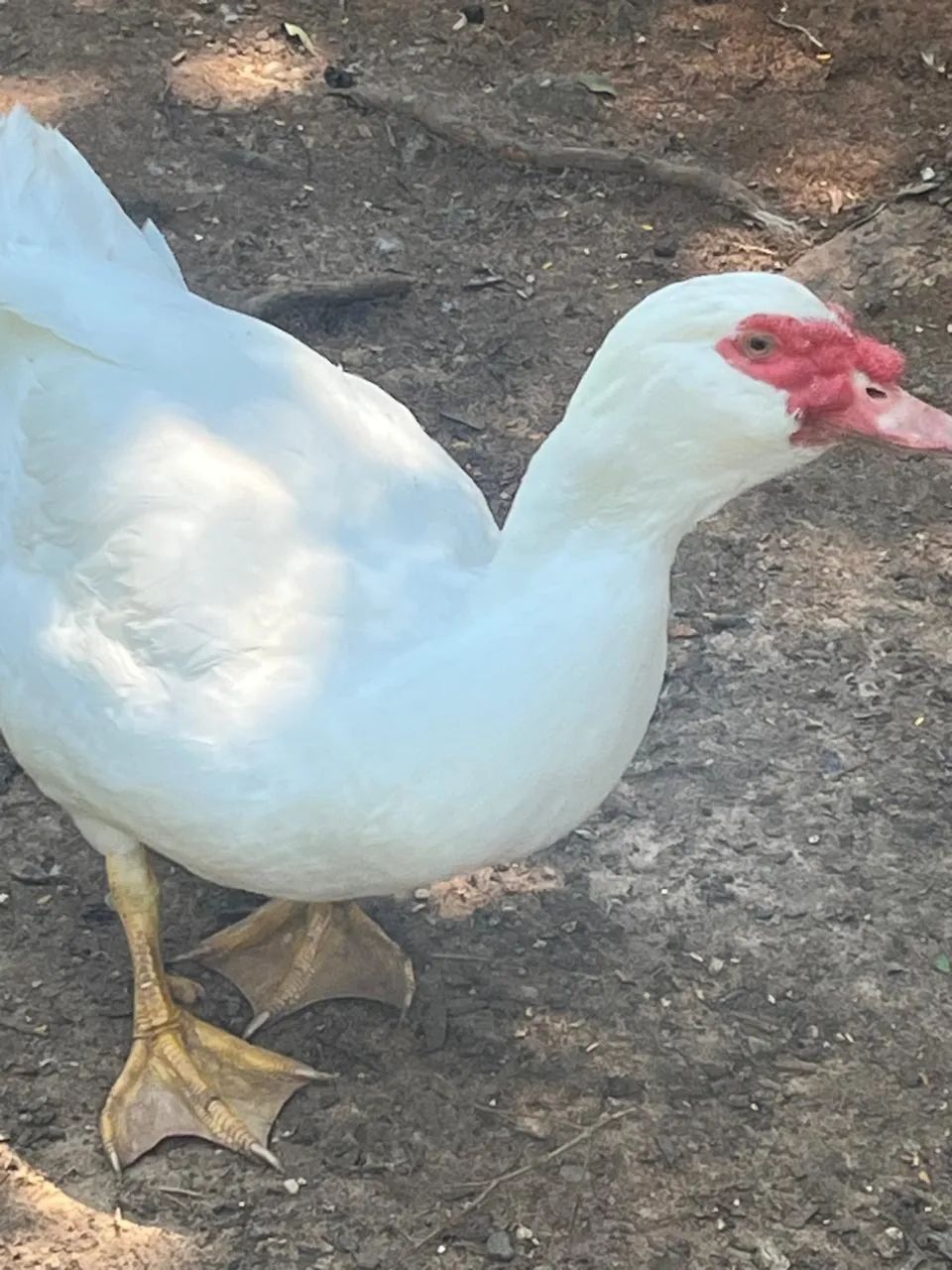Pato Gigante Alemão - Macho
