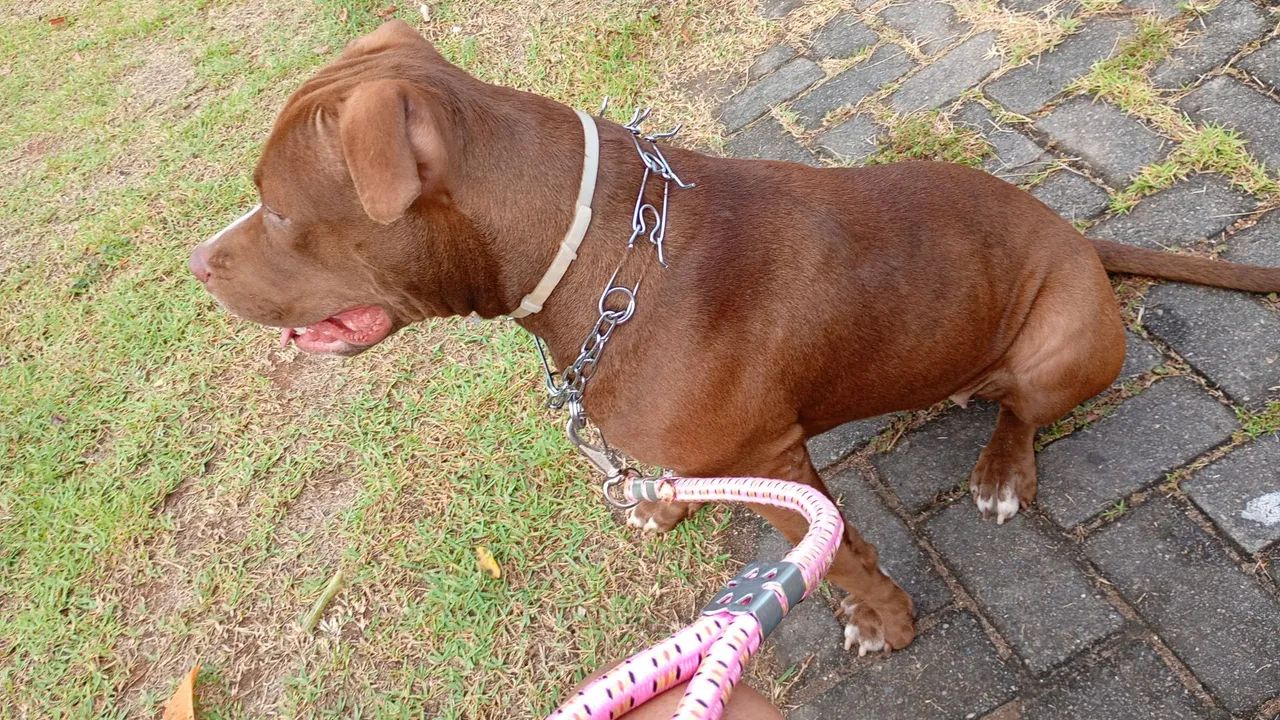 Pitbull red nose com pedigree 
