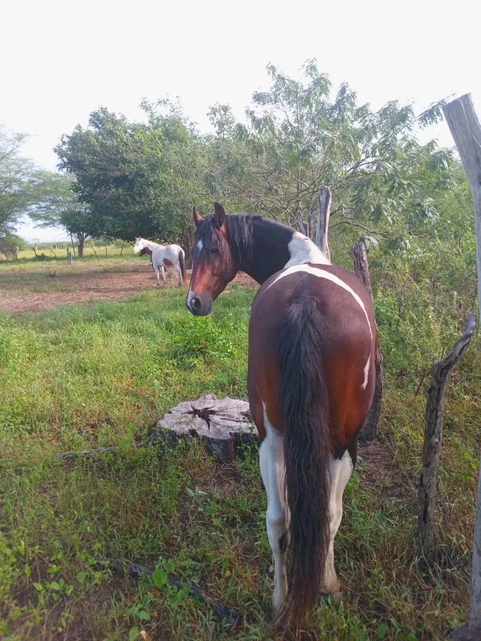 Cavalo Mangalarga Marchador - Marcha Picada | 6 anos - Foto 2