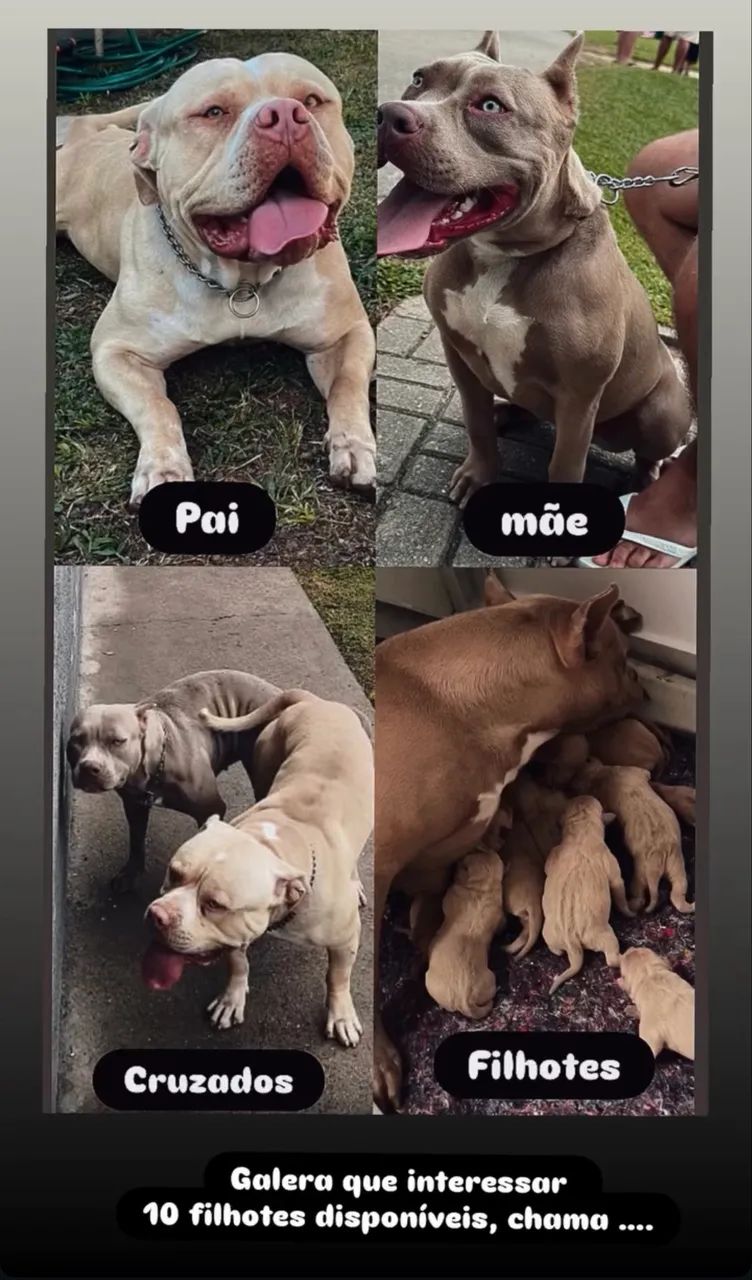 Pitbull monster  - Foto 2