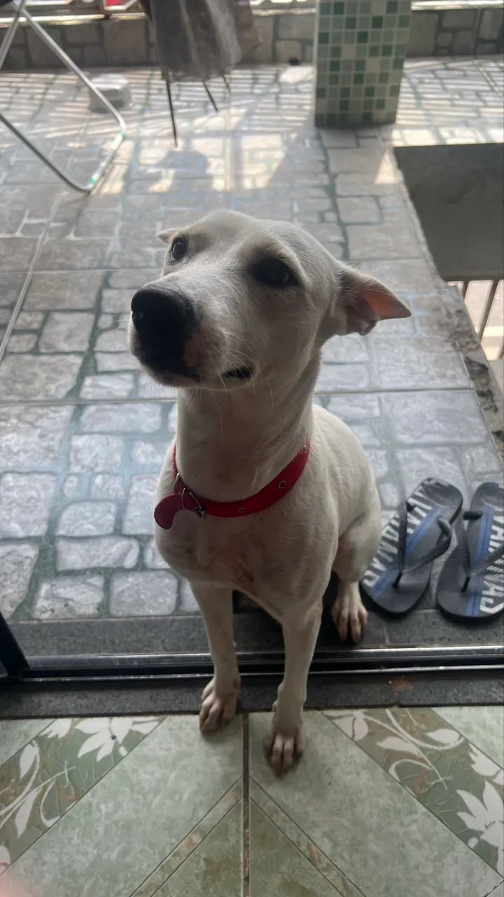 cachorro - Foto 3