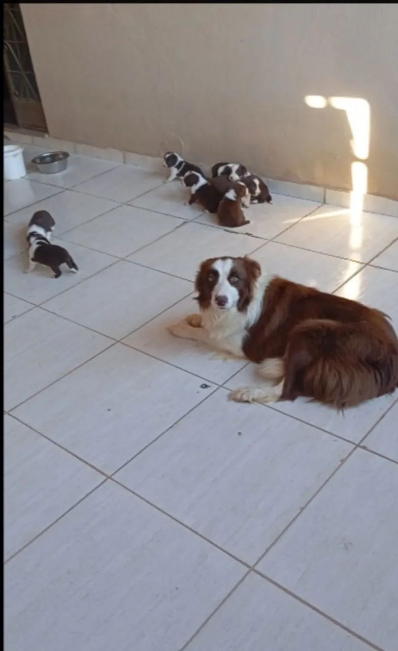 Filhotes border collie 