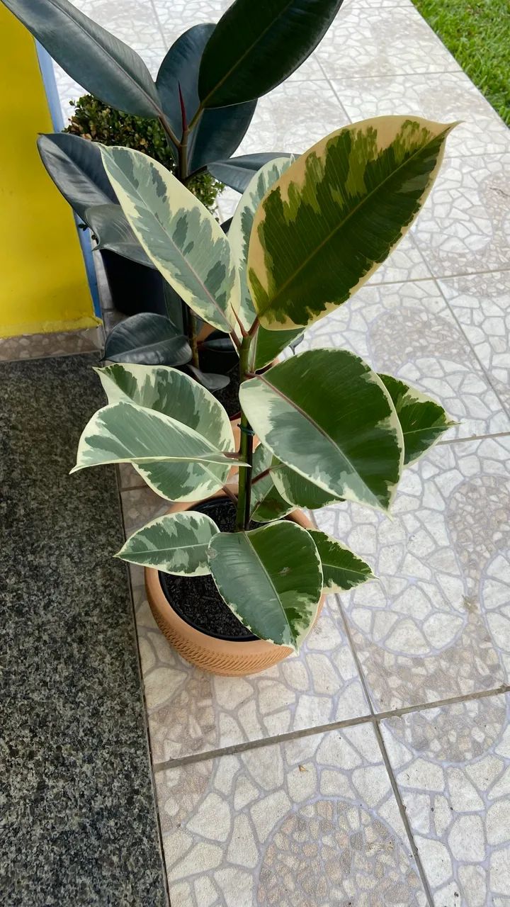 Plantas ornamentais  - Foto 5