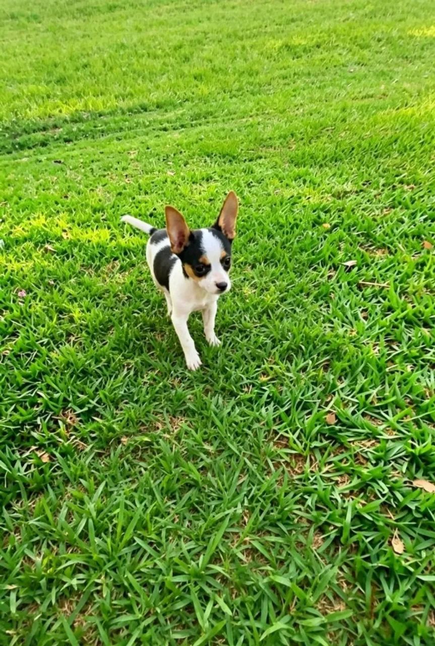 Pinscher  - Foto 4
