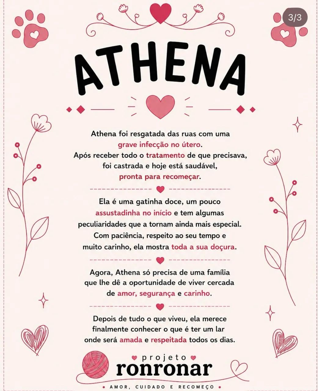 Gata para adoção  - Foto 3