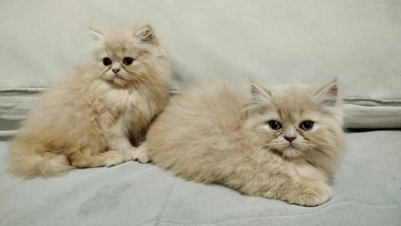 Lindos filhotes de Gato Persa  - Foto 2