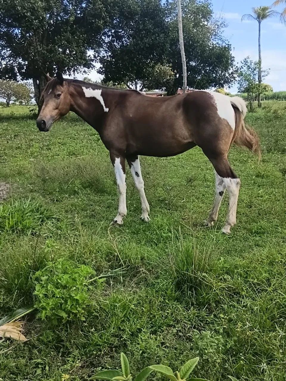 egua - Foto 3