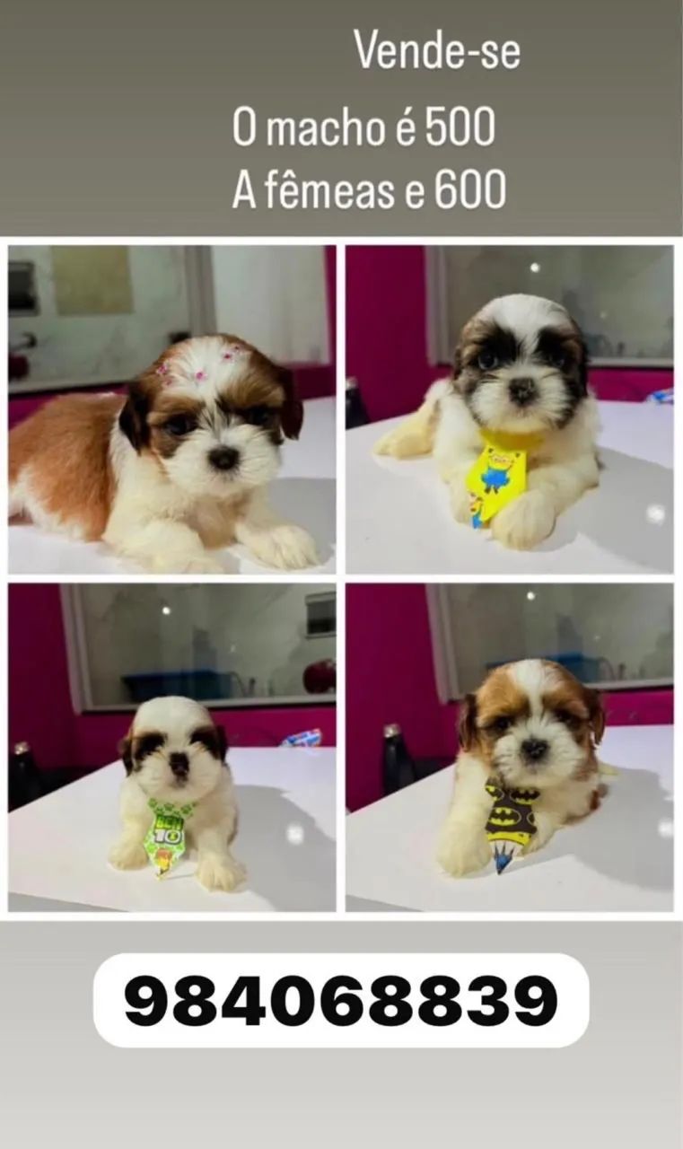 Cachorro Shih Tzu