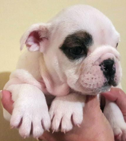 Bulldog Inglês Bulldog Inglês lindos puros pedigree CBKC/FCI