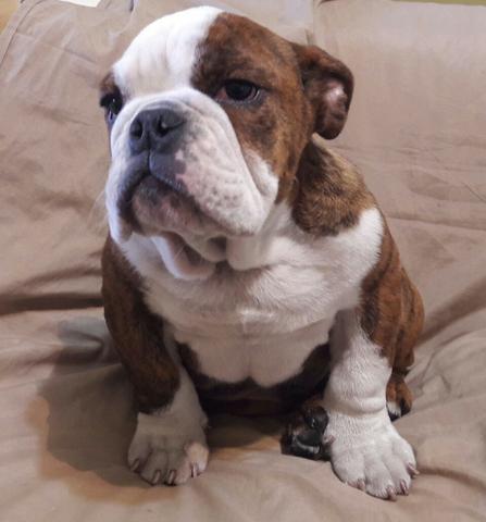 Bulldog Inglês Bulldog Ingles maravilhosos