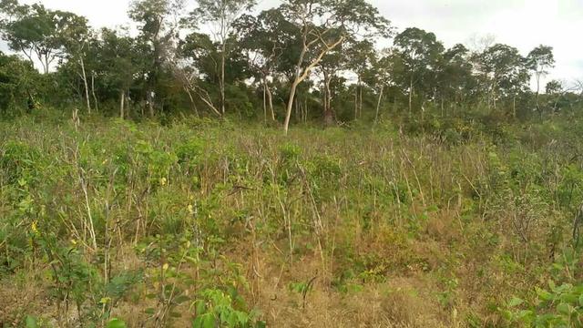 50 hectares valor 45000 região na região de bom Jardim - Foto 3
