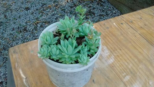 Planta suculenta - Foto 3