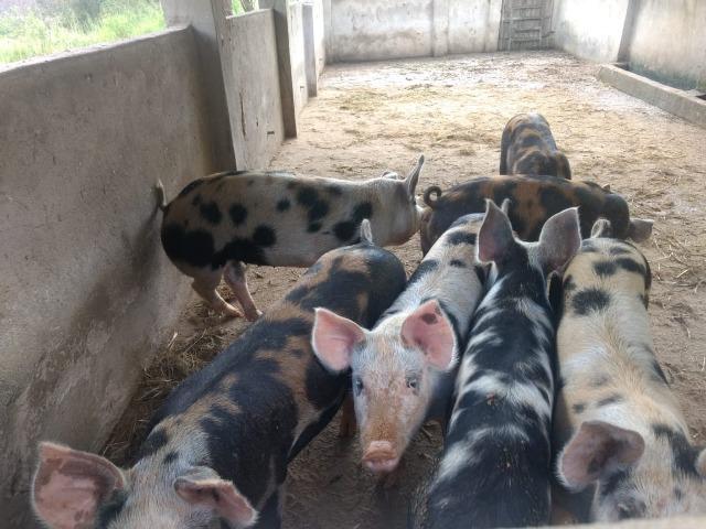 Propriedade de 13.5 hectares, escriturada, entre Glória do Goitá e Pombos-PE - Foto 5