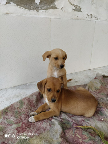 Doação de Cachorros - Foto 5