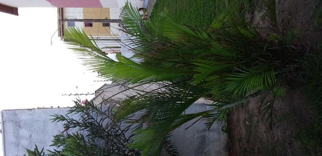 Bem imóvel residencial para locação - Foto 2