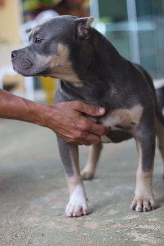 Filhote Macho American Bully - Foto 6