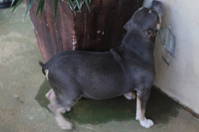 Filhote Macho American Bully - Foto 5