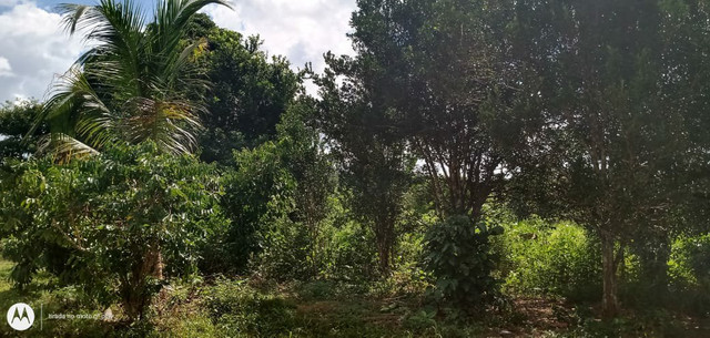 Linda área de terra - Foto 4
