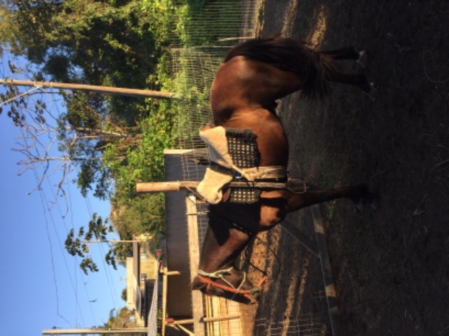 Cavalo crioulo