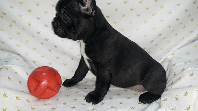 Filhotes de buldogue frances PARCELO