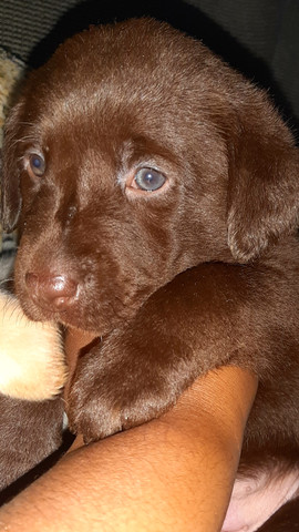 Filhotes de labrador