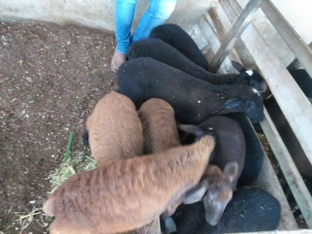 Carneiros santa Inês a venda cordeiros 300 reais cada 1 - Foto 5