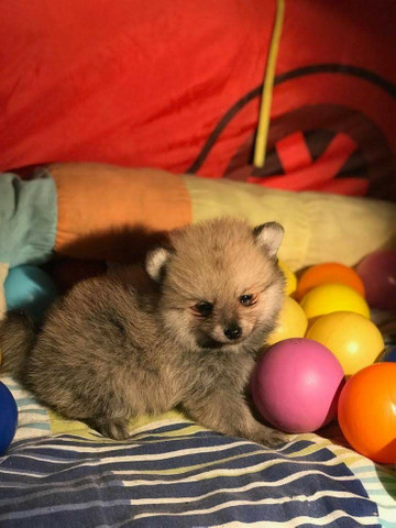 Belo e fofo lulu da Pomerânia