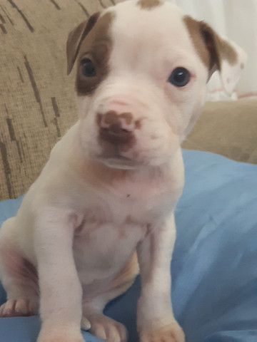 American Pitbull Terrier