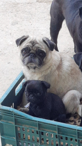 Pug Fêmea Filhote Preta