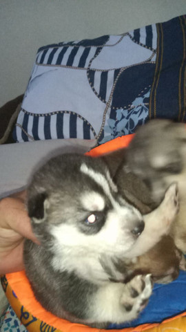 Filhote de husky siberiano raça pura