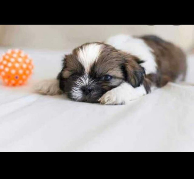 ShihTzu Variedades