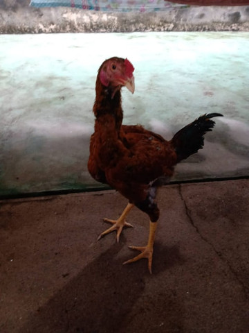 Frango índio gigante mestiço a caipira