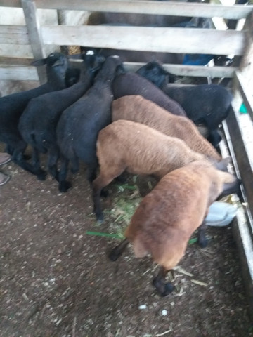 Carneiros santa Inês a venda cordeiros 300 reais cada 1 - Foto 3
