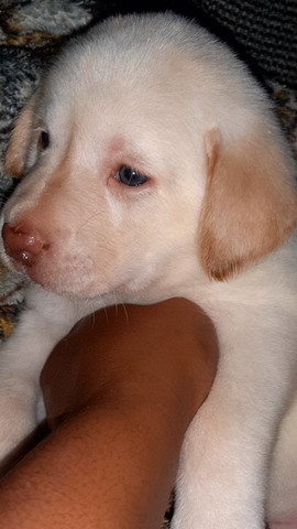 Filhotes de labrador - Foto 2